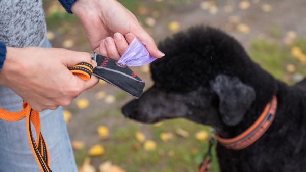 Ya ha entrado en vigor: la Ley de Bienestar Animal prohíbe dejar excrementos de mascotas en balcones y zonas comunes - Es obligatorio limpiar los excrementos de mascotas en zonas comunes y balcones