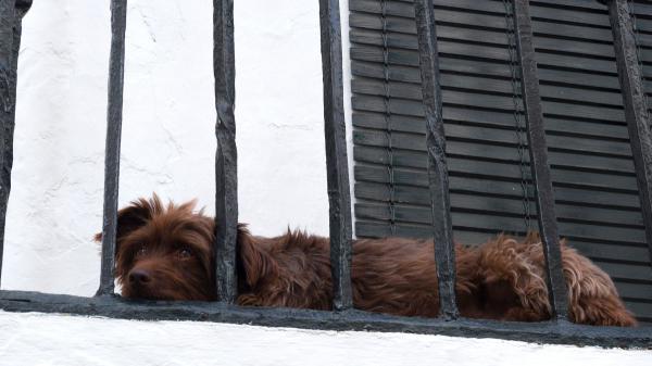 Ya ha entrado en vigor: la Ley de Bienestar Animal prohíbe dejar excrementos de mascotas en balcones y zonas comunes - La Ley de Propiedad Horizontal también limita las actividades insalubres