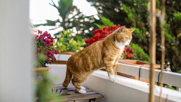 Ya ha entrado en vigor: la Ley de Bienestar Animal prohíbe dejar excrementos de mascotas en balcones y zonas comunes - Qué multas contempla la Ley de Bienestar Animal por incumplir esta norma