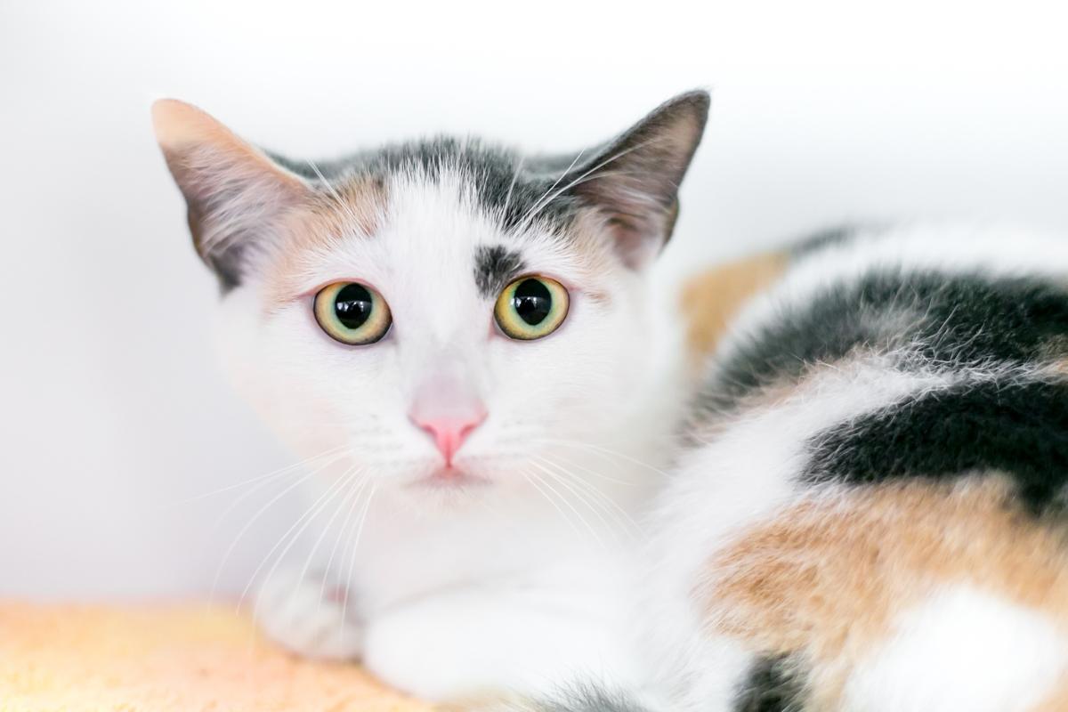 ¿Se puede morir un gato por epilepsia?