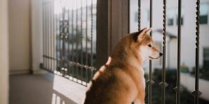 Ya ha entrado en vigor: la Ley de Bienestar Animal prohíbe dejar excrementos de mascotas en balcones y zonas comunes