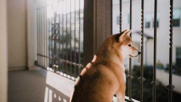 Ya ha entrado en vigor: la Ley de Bienestar Animal prohíbe dejar excrementos de mascotas en balcones y zonas comunes