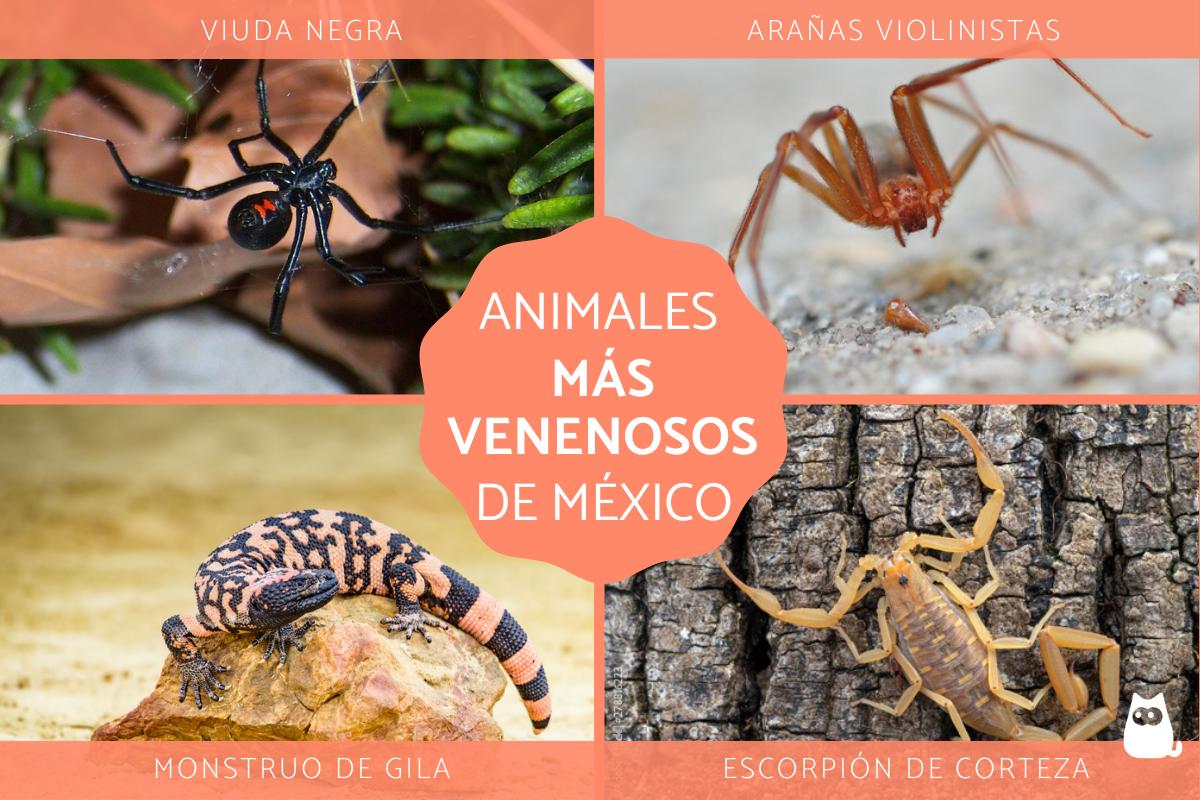 Animales más venenosos de México
