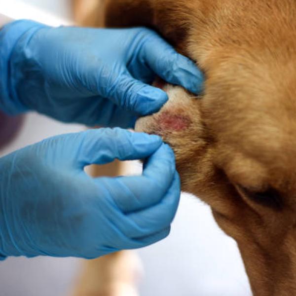 qué son los bultos en la cabeza de mi cachorro