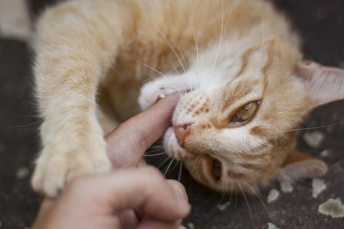 ¿Por qué mi gato me muerde cuando lo acaricio?