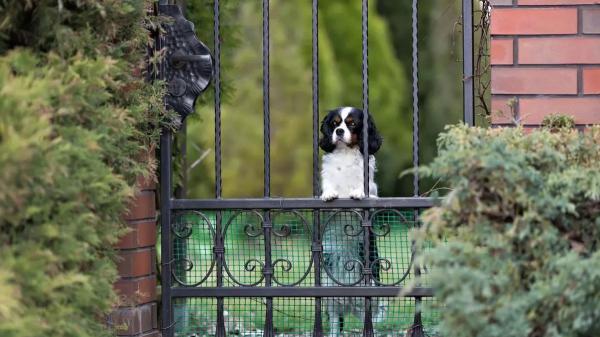 Una familia británica ofrece casi 69.000 euros al año por cuidar de su perro y vivir en su finca