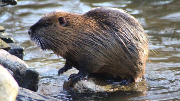 La Generalitat autoriza abatir coipús con escopeta en el Empordà y los animalistas reclaman alternativas éticas - Así es el coipú, el animal que muchos confunden con una nutria o un castor