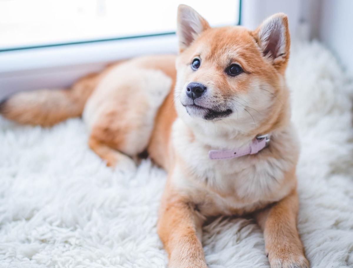 ¿Cómo acostumbrar a un cachorro a quedarse solo?