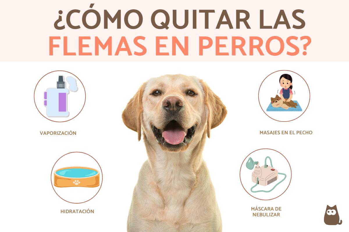 ¿Cómo eliminar las flemas en los perros?