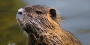 La Generalitat autoriza abatir coipús con escopeta en el Empordà y los animalistas reclaman alternativas éticas