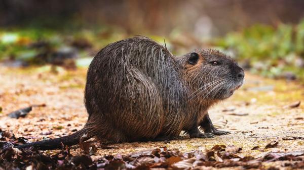 La Generalitat autoriza abatir coipús con escopeta en el Empordà y los animalistas reclaman alternativas éticas - La historia del coipú deja una advertencia sobre los riesgos de la fauna exótica