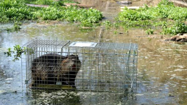 La Generalitat autoriza abatir coipús con escopeta en el Empordà y los animalistas reclaman alternativas éticas - Por qué el coipú preocupa a los expertos pese a no ser un animal agresivo