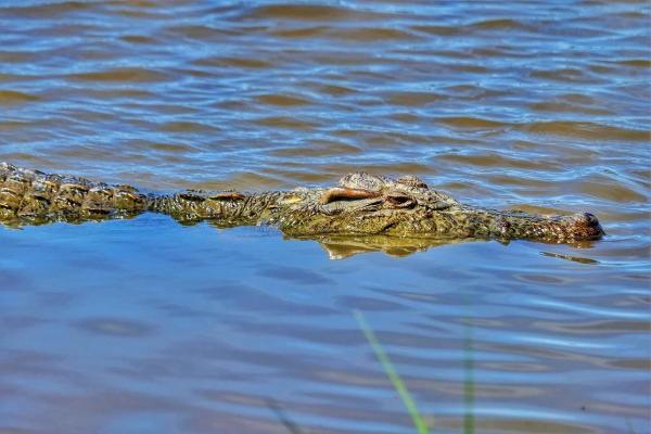 Curiosidades de los cocodrilos - 3. Son expertos en cazar