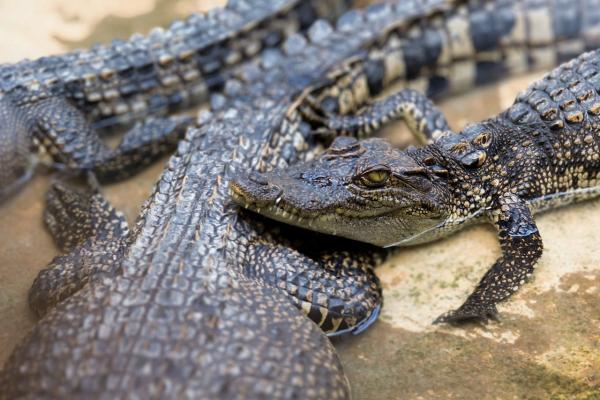 Curiosidades de los cocodrilos - 6. Cuidan mucho a las crías