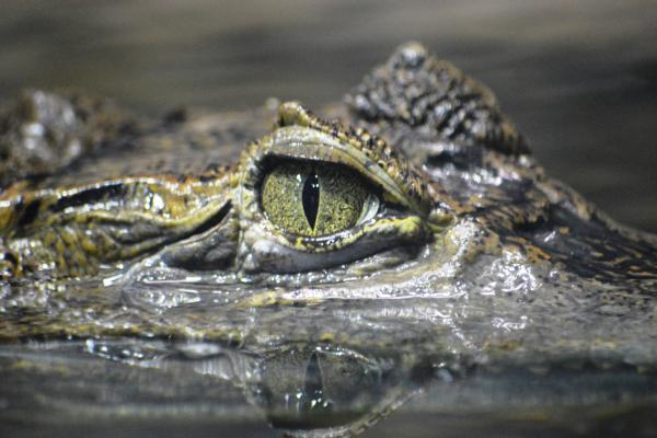 Curiosidades de los cocodrilos - 9. ¿Los cocodrilos son capaces de llorar?