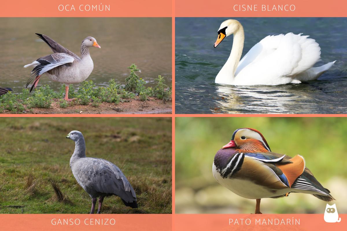 Diferencia entre oca, ganso, cisne y pato