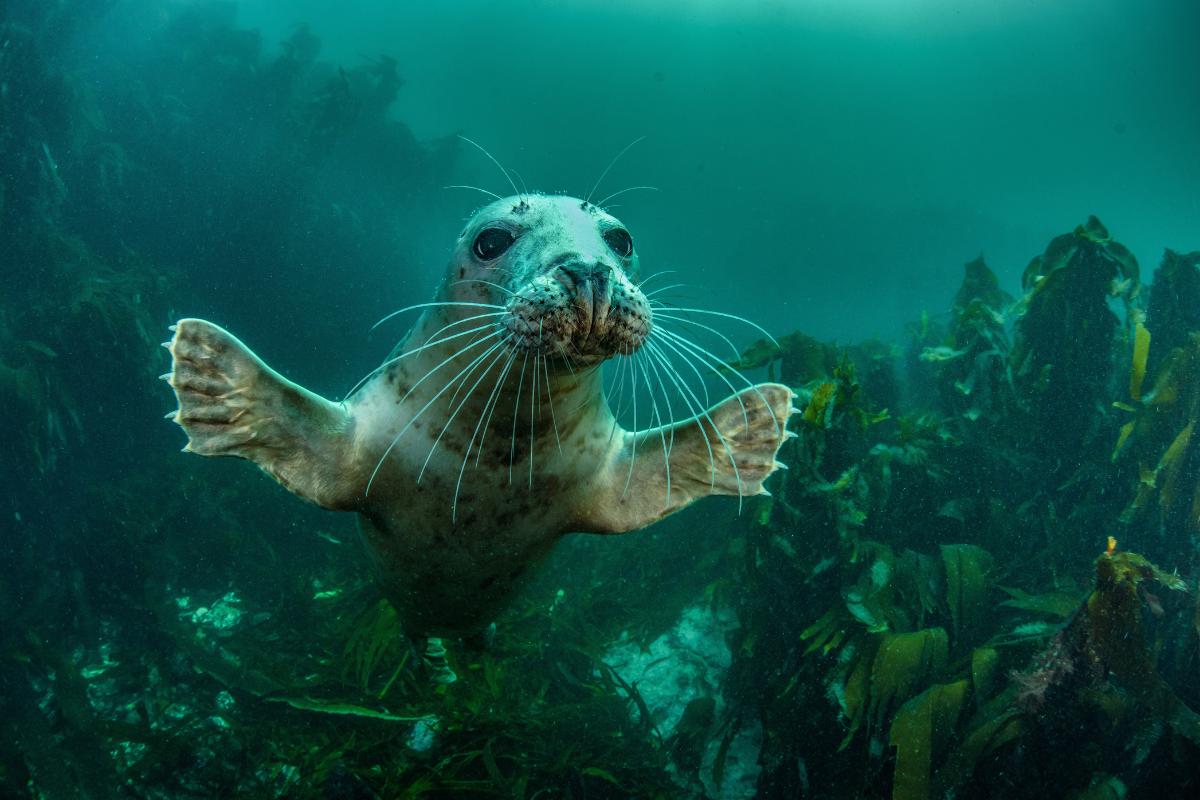 ¿Las focas tienen patas o aletas?