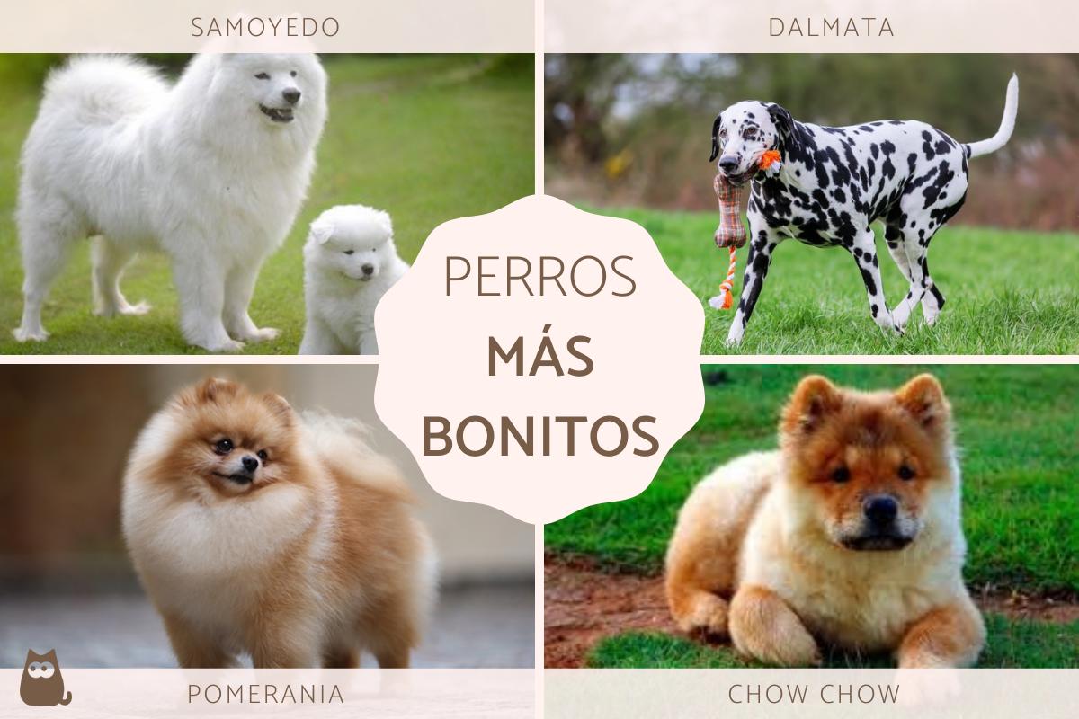 Los perros más bonitos del mundo
