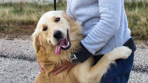Los perros no saltan sobre las personas al saludar por falta de educación: la razón detrás de este comportamiento - Los perros no saltan para molestarnos: es una conducta natural que conservan de sus antepasados