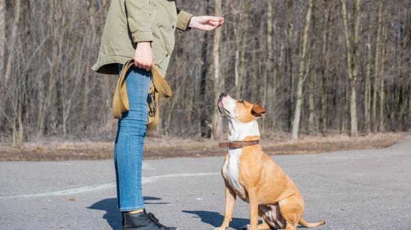 Los perros no saltan sobre las personas al saludar por falta de educación: la razón detrás de este comportamiento - Para que tu perro deje de saltar sobre las personas, los expertos recomiendan enseñarle una alternativa