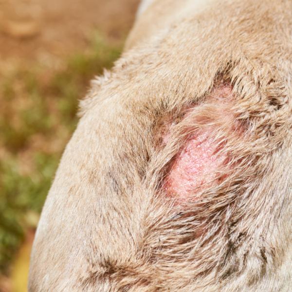 se puede curar la pica en los perros