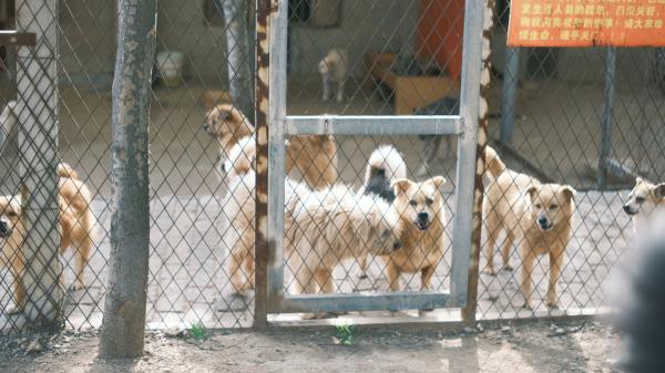 “Los animales no pueden escapar cuando el fuego los rodea”: más de 30.000 firmas piden un protocolo nacional de rescate animal en incendios y otras catástrofes - España sigue sin un protocolo estatal para rescatar animales en incendios y otras catástrofes