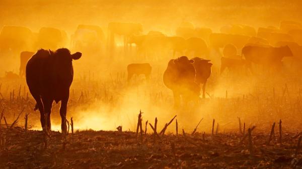 “Los animales no pueden escapar cuando el fuego los rodea”: más de 30.000 firmas piden un protocolo nacional de rescate animal en incendios y otras catástrofes - Los animales, las víctimas invisibles de los incendios forestales