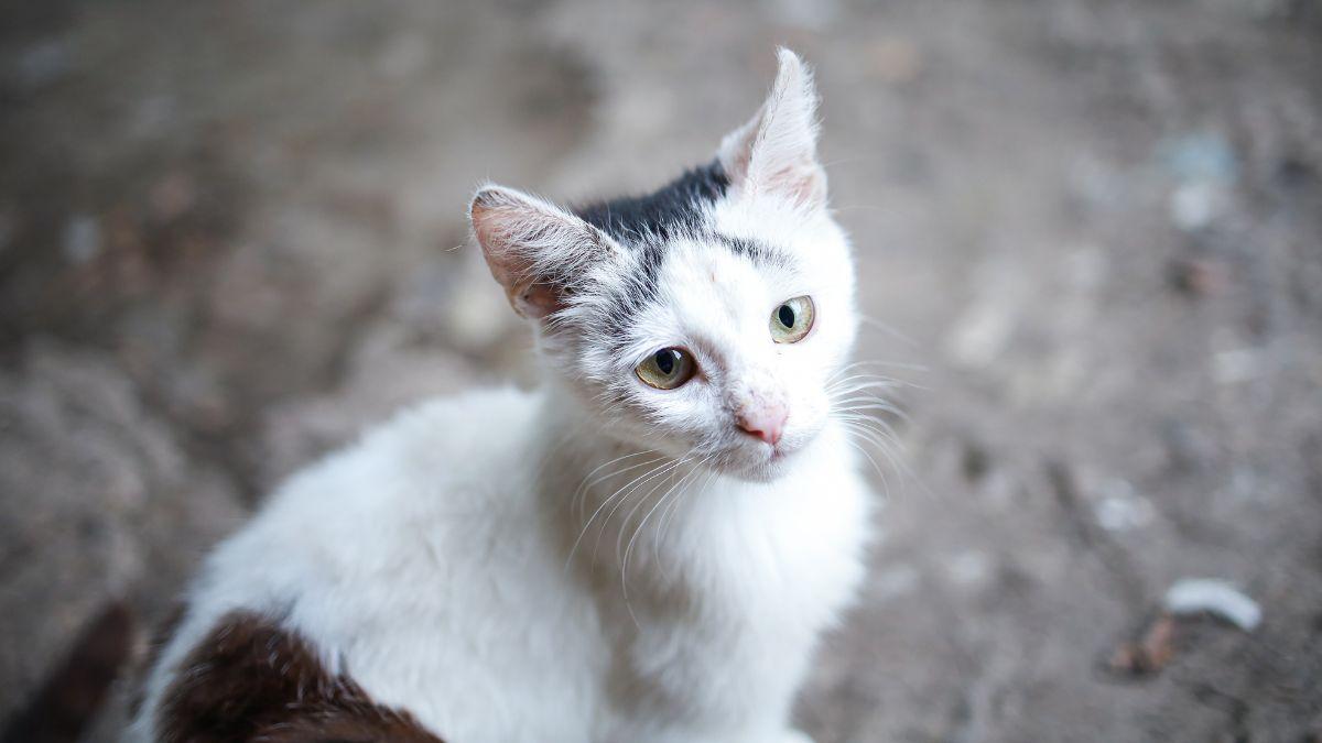 “Los animales no pueden escapar cuando el fuego los rodea”: más de 30.000 firmas piden un protocolo nacional de rescate animal en incendios y otras catástrofes