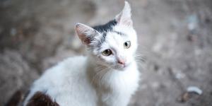 “Los animales no pueden escapar cuando el fuego los rodea”: más de 30.000 firmas piden un protocolo nacional de rescate animal en incendios y otras catástrofes