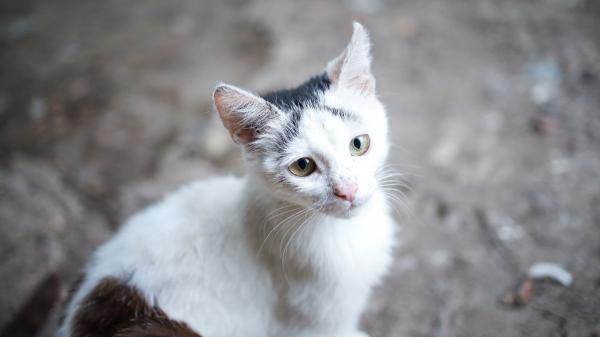 “Los animales no pueden escapar cuando el fuego los rodea”: más de 30.000 firmas piden un protocolo nacional de rescate animal en incendios y otras catástrofes