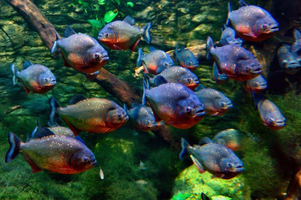 ¿Qué comen las pirañas? - Curiosidades sobre la alimentación de las pirañas