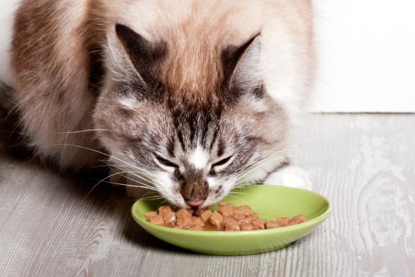 Mejores piensos blandos para gatos sin dientes