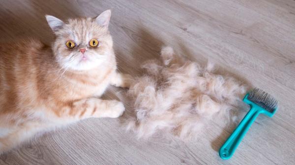 ¿Puede morir un gato por bolas de pelo? Señales de alerta y riesgos graves - Bolas de pelo en gatos: un peligro mortal