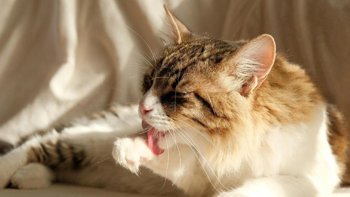 ¿Puede morir un gato por bolas de pelo? Señales de alerta y riesgos graves