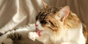 ¿Puede morir un gato por bolas de pelo? Señales de alerta y riesgos graves