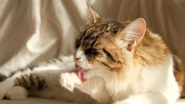 ¿Puede morir un gato por bolas de pelo? Señales de alerta y riesgos graves