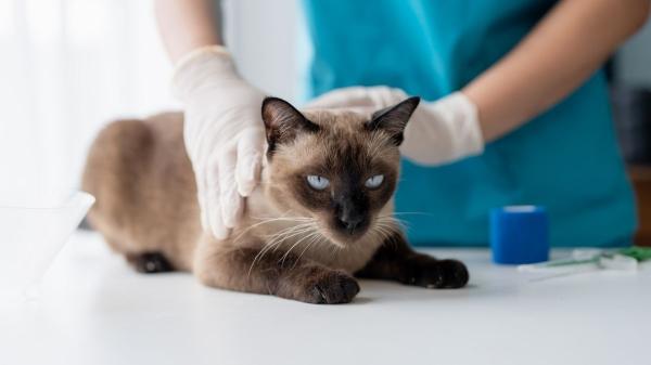 ¿Puede morir un gato por bolas de pelo? Señales de alerta y riesgos graves - ¿Qué hacer si tu gato no puede expulsar una bola de pelo?