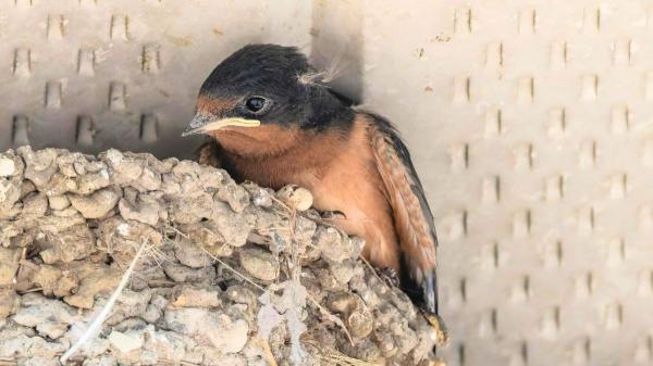 Las golondrinas abandonan sus nidos, pero no deberías retirarlos: pueden utilizarlos la próxima temporada - Un nido antiguo también indica que el lugar es adecuado