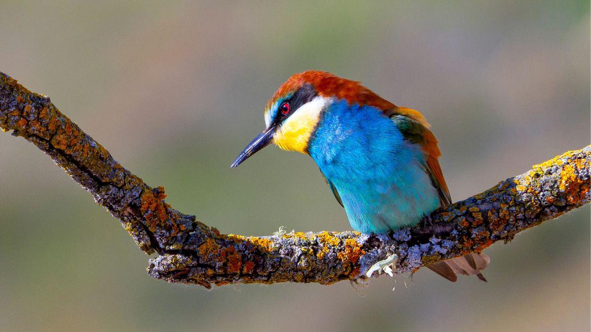 Birdwatching en España: los mejores lugares para ver aves y cómo empezar