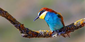Birdwatching en España: los mejores lugares para ver aves y cómo empezar