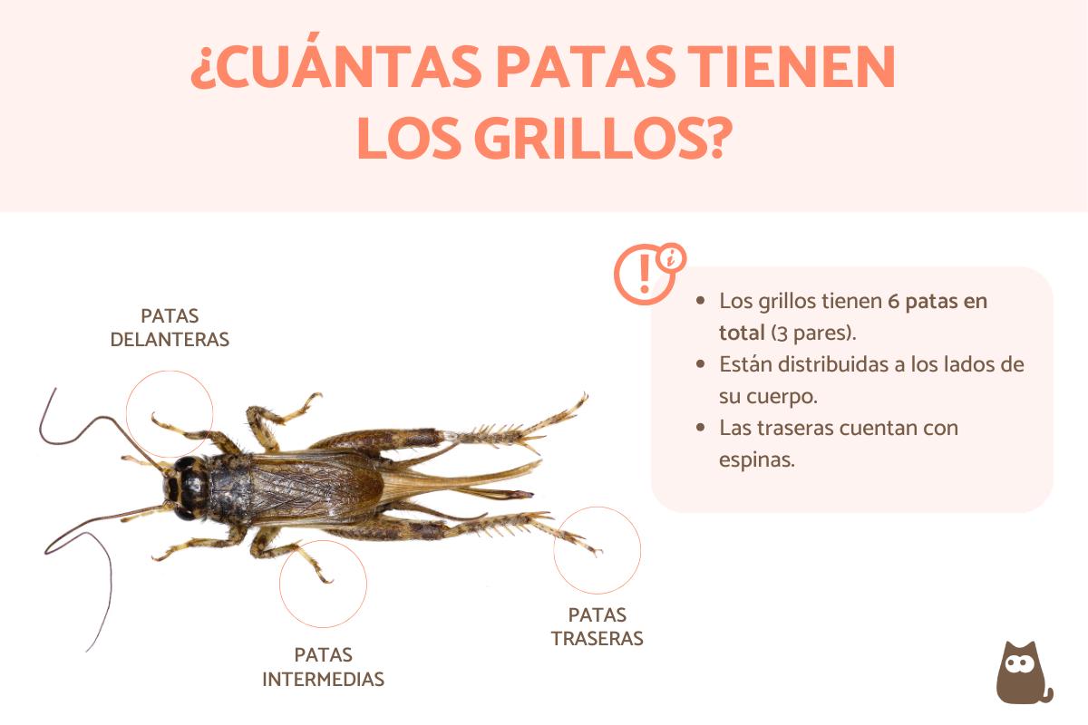 ¿Cuántas patas tiene un grillo?
