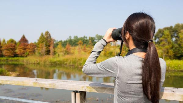 Birdwatching en España: los mejores lugares para ver aves y cómo empezar - Los mejores lugares de España para observar aves en libertad