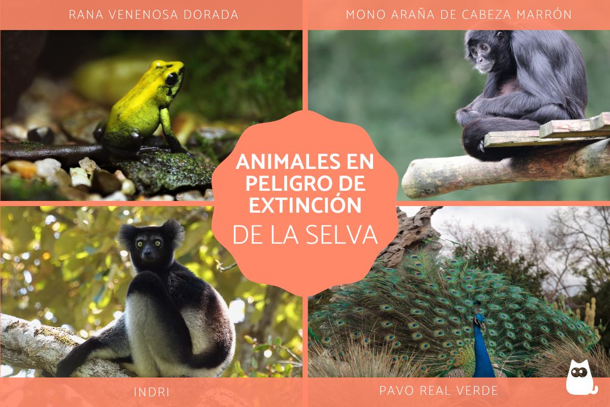 Animales en peligro de extinción de la selva