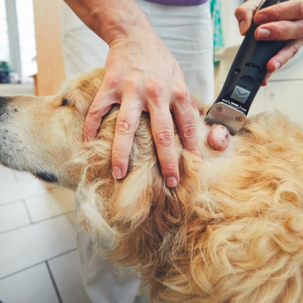 que pasa cuando a tu perro le da cancer