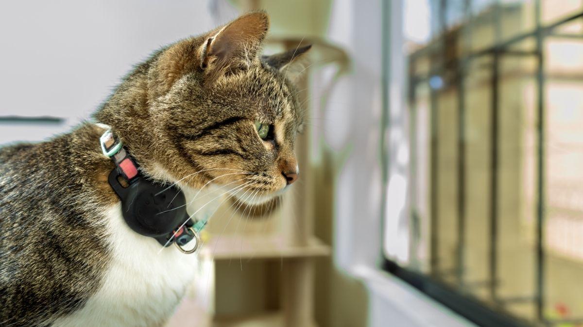 Collares con GPS, comederos inteligentes y cámaras con voz: el boom PetTech que está transformando la vida con gatos en España