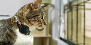Collares con GPS, comederos inteligentes y cámaras con voz: el boom PetTech que está transformando la vida con gatos en España