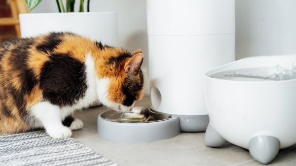 Collares con GPS, comederos inteligentes y cámaras con voz: el boom PetTech que está transformando la vida con gatos en España - Comederos inteligentes que te ayudan a controlar su alimentación