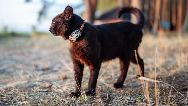 Collares con GPS, comederos inteligentes y cámaras con voz: el boom PetTech que está transformando la vida con gatos en España - Los collares con GPS que te ayudan a saber dónde está tu gato
