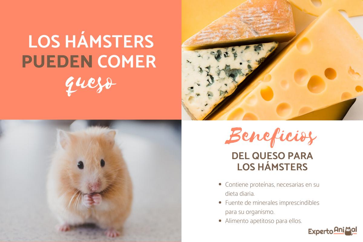 ¿Los hámsters pueden comer queso?
