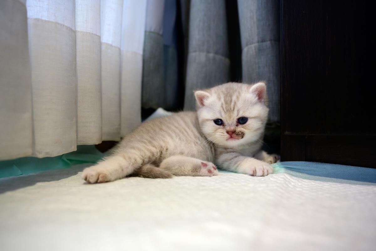 Remedios caseros para la tiña en gatos